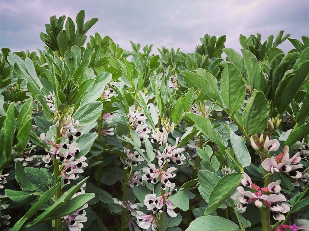 If you are driving along the Coal Road in Dunfermline, the sweet aroma you can smell is coming from our honey beans #crops #farming #scottishfarm #bees #pollinators #regenag #SoilHealth