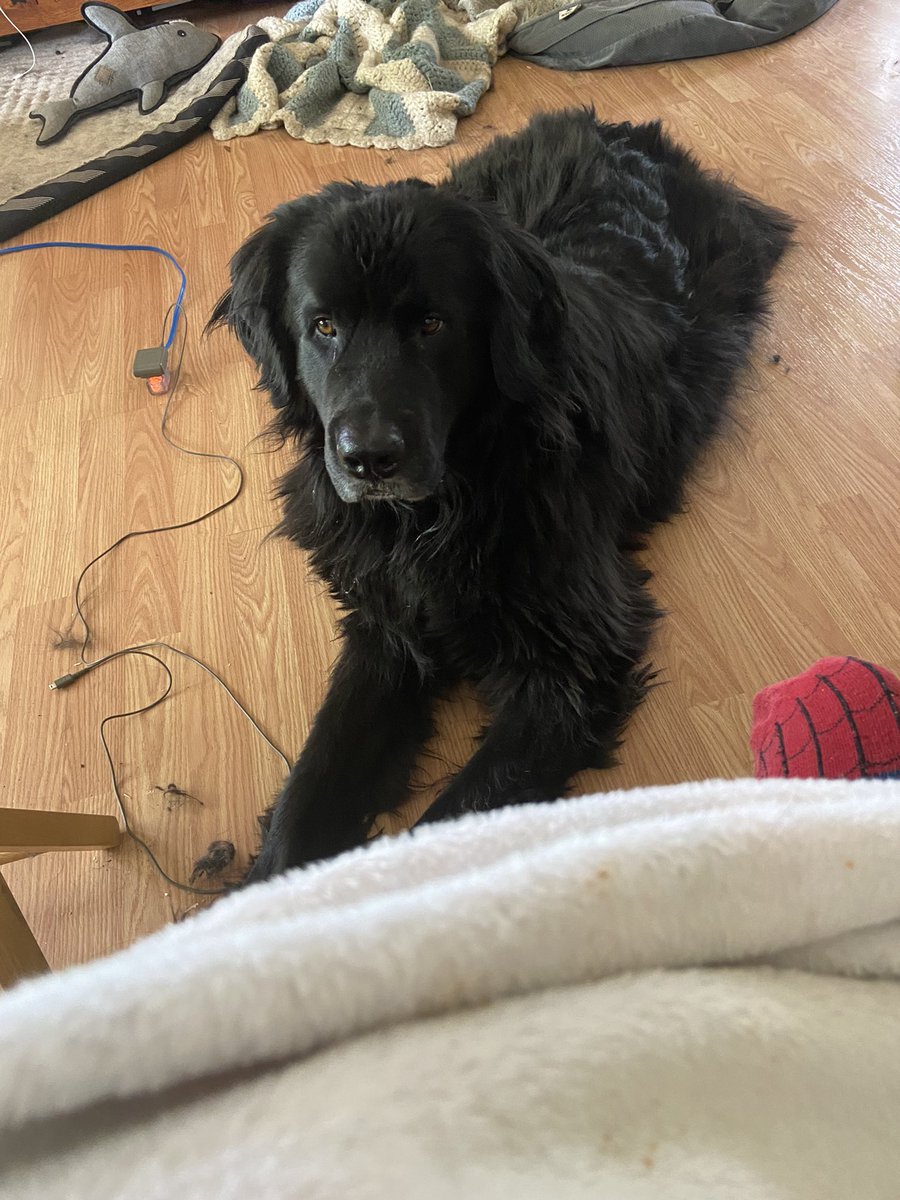 (ﾉ◕ヮ◕)ﾉ*:･ﾟ✧ Mothman~~ tweet media