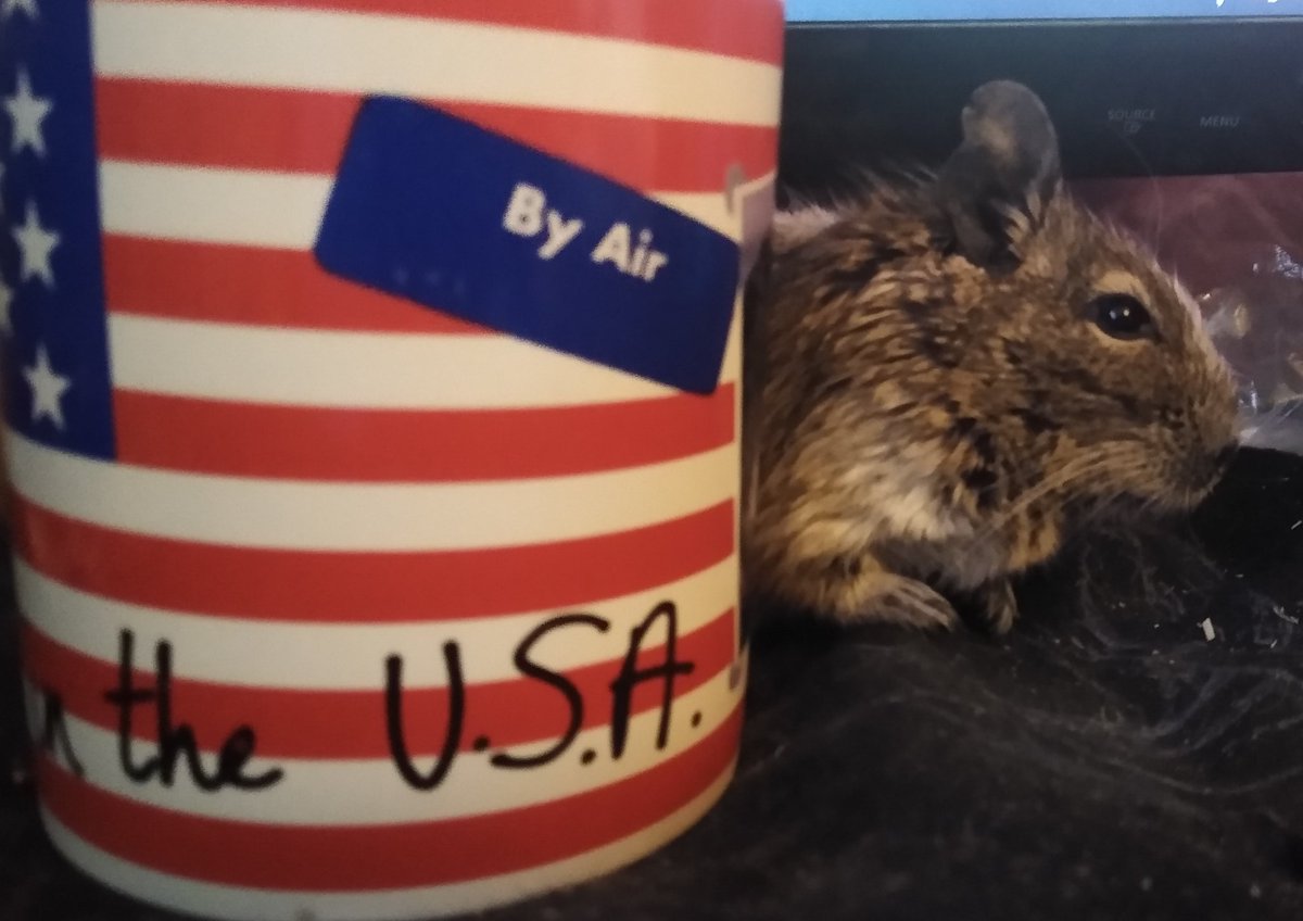 MoonMoon1994666's tweet photo. My happy boy😍🐀
#degus #smallanimals #degu #smallboy #animal #lovePets #pets #SmallPets #cute #Small #Diego #rodents #mypets #cutedegu #sweet #gnaver #mitkæledyr #hygge #cozy #happy https://t.co/C1Tw4e5hSc