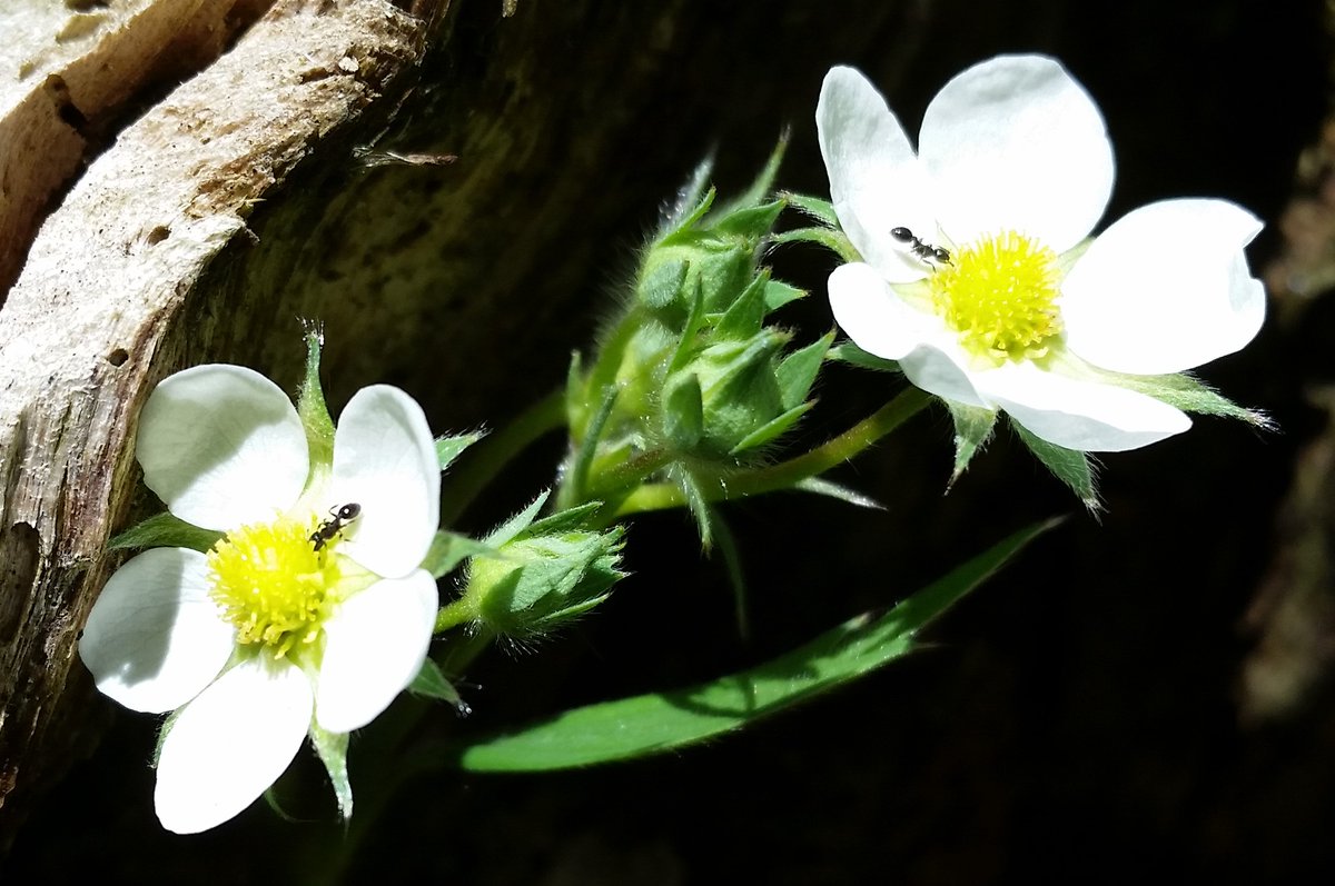UteSchmid's tweet photo. Two #ants on two #wildstrawberry #blossoms at #TinyMarsh Wildlife Preserve and Conservation Area on Victoria Day. #SimcoeCounty #Snowflakelady #ResidentialTourist https://t.co/pKWYr9ehWH