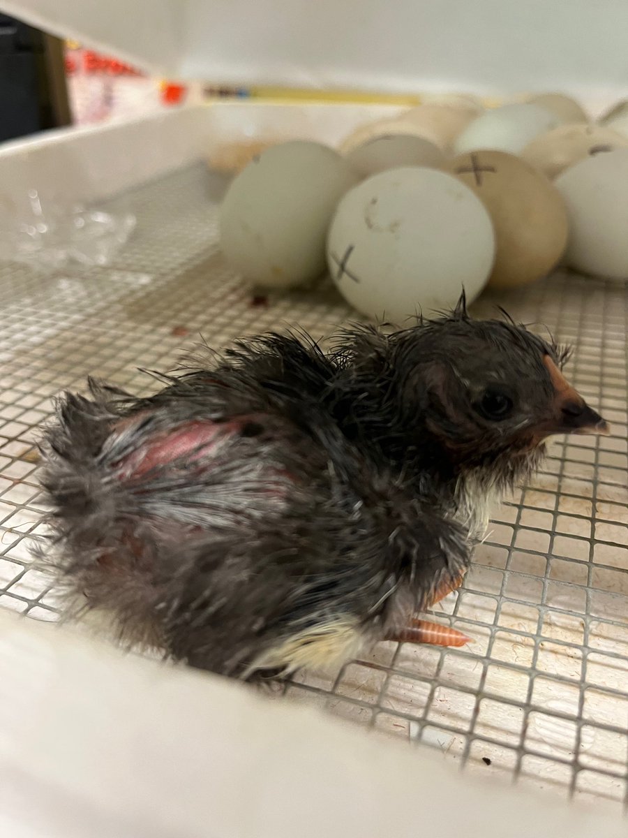 PelkeyJaime's tweet photo. 🐣 Chicks are hatching in Kindergarten! We love our chicken embryology unit! https://t.co/mImUvhIPAI