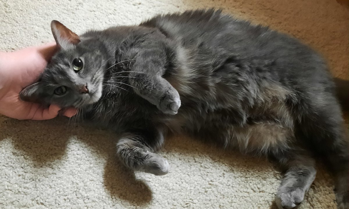 PooferLlama tweet media