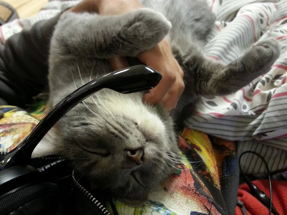 PooferLlama tweet media