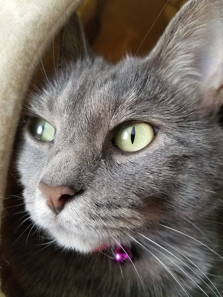 PooferLlama tweet media