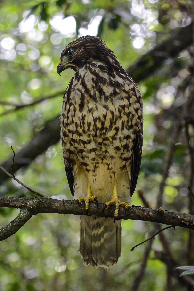 HankAllen's tweet image. Young hawk from a nest near my house.