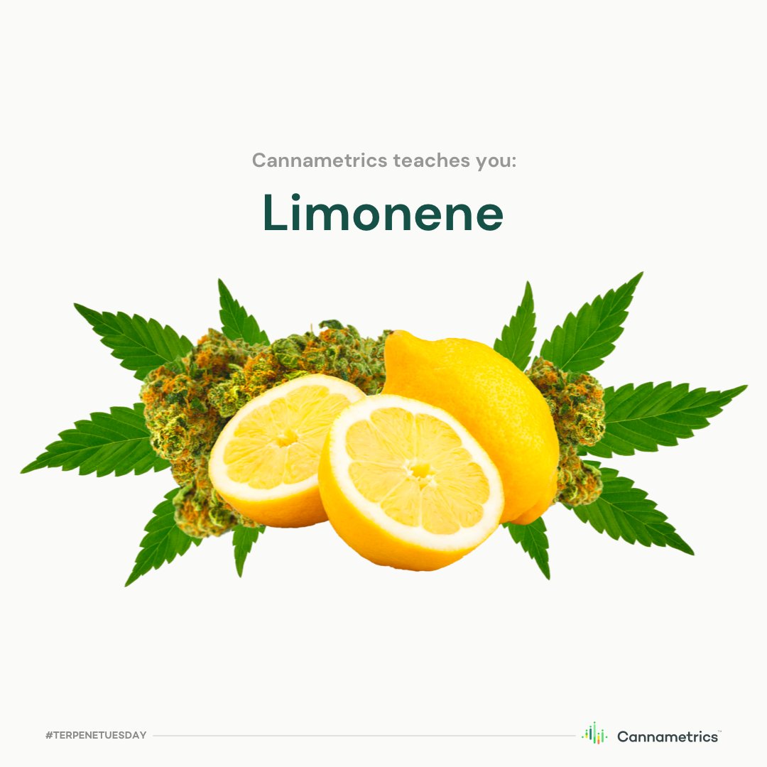 This #TerpeneTuesday is all about Limonene 🍋! Limonene is another primary terpene that has the aroma of citrus and is one of the most “uplifting” terpenes of the terpene family.

More info on #terpenes in our blog: blog.cannametrics.io/cannabis-terpe…
