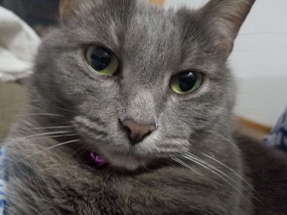 PooferLlama tweet media