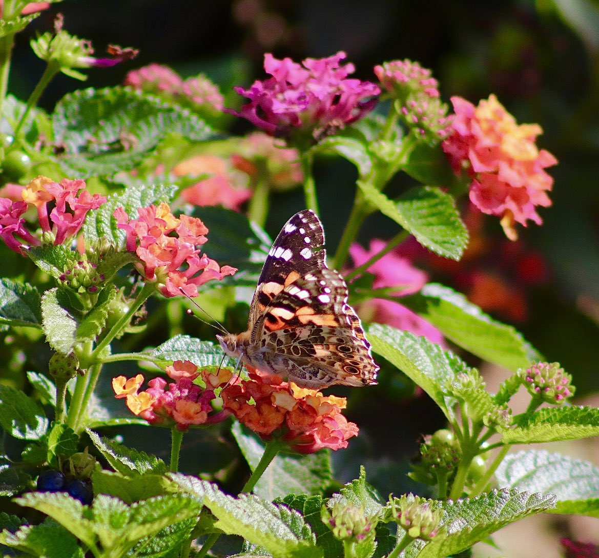 lynnsferrazza1's tweet image. #MayPatternChallenge @bbrendatweets @StevenRosenbaum I believe this is a buckeye butterfly