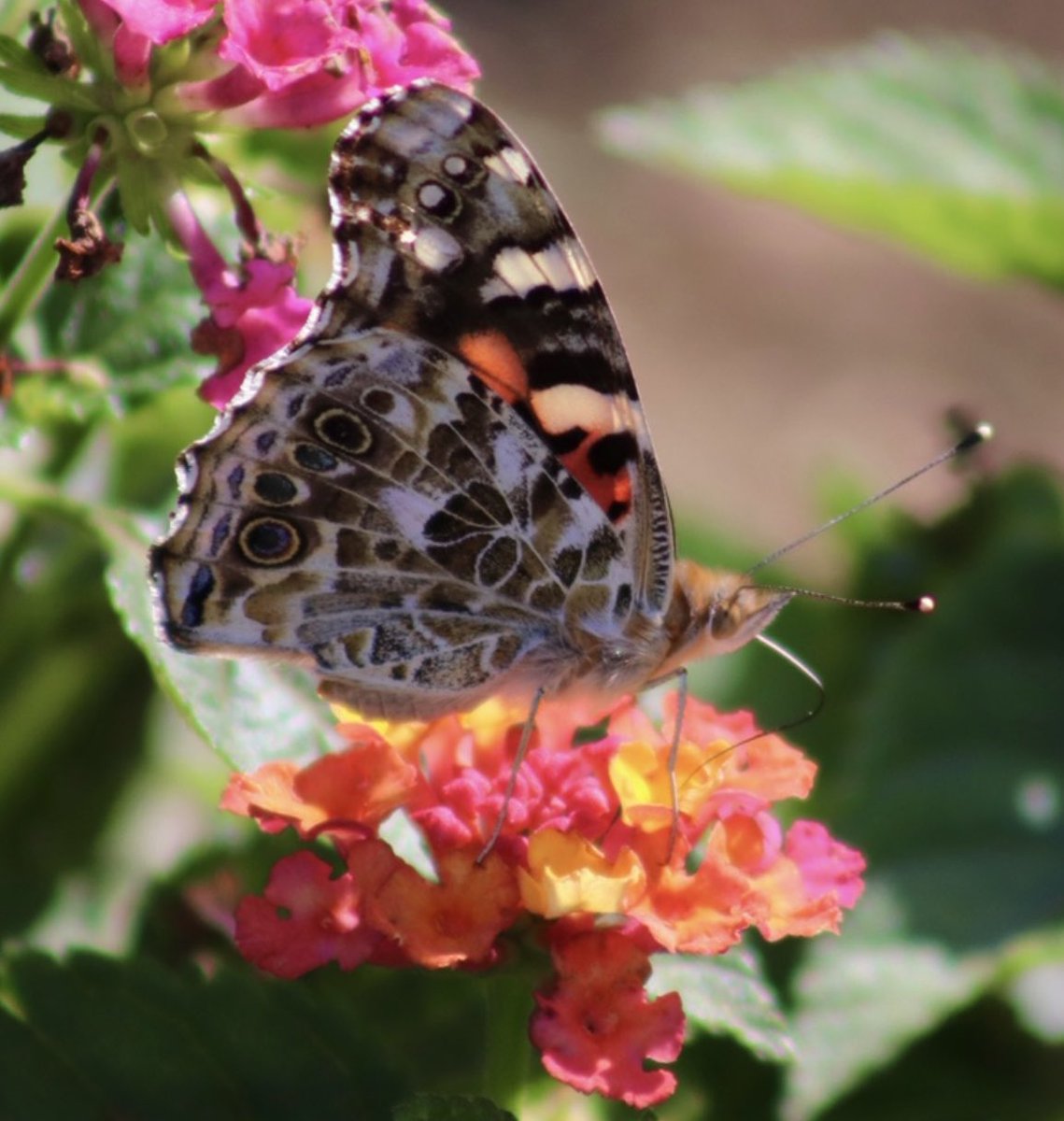 lynnsferrazza1's tweet image. #MayPatternChallenge @bbrendatweets @StevenRosenbaum I believe this is a buckeye butterfly