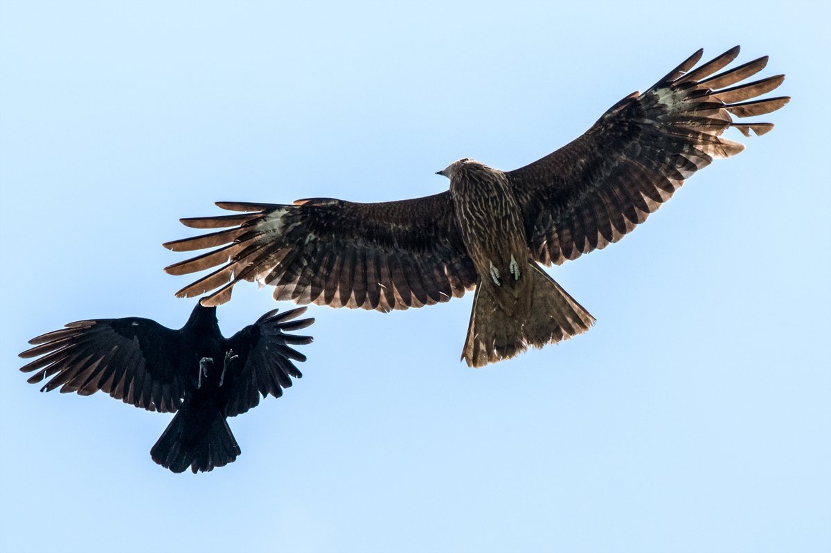 うちの前のハシボソがトンビにキレてた
(わりと毎日だけど) 