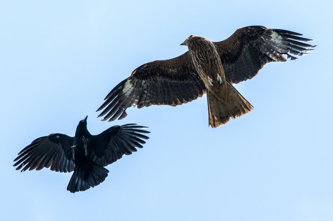 うちの前のハシボソがトンビにキレてた
(わりと毎日だけど) 