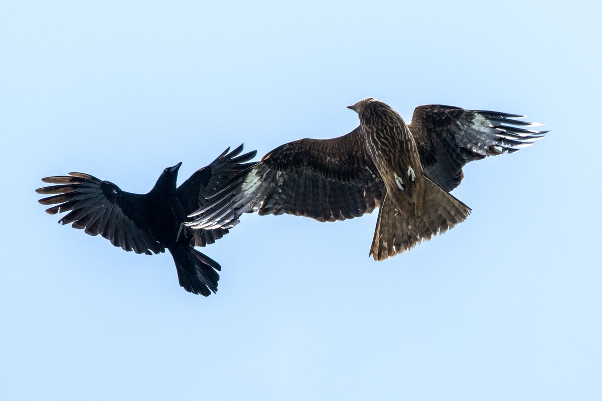 うちの前のハシボソがトンビにキレてた
(わりと毎日だけど) 