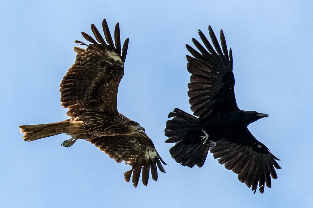 うちの前のハシボソがトンビにキレてた
(わりと毎日だけど) 
