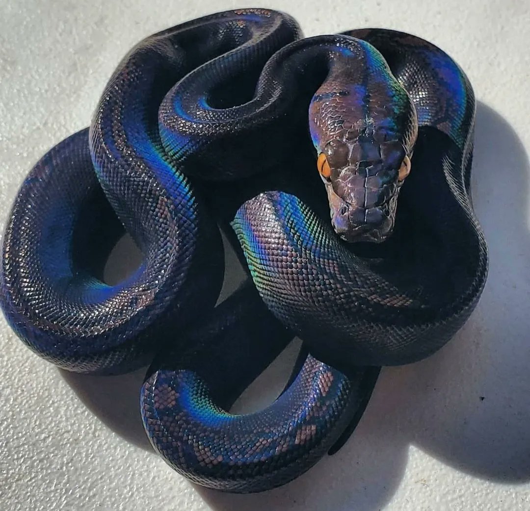 MorphMarket's tweet image. Motley Goldenchild Poss Het Albino Reticulated Python by Precision Reptiles buff.ly/3PEo21s