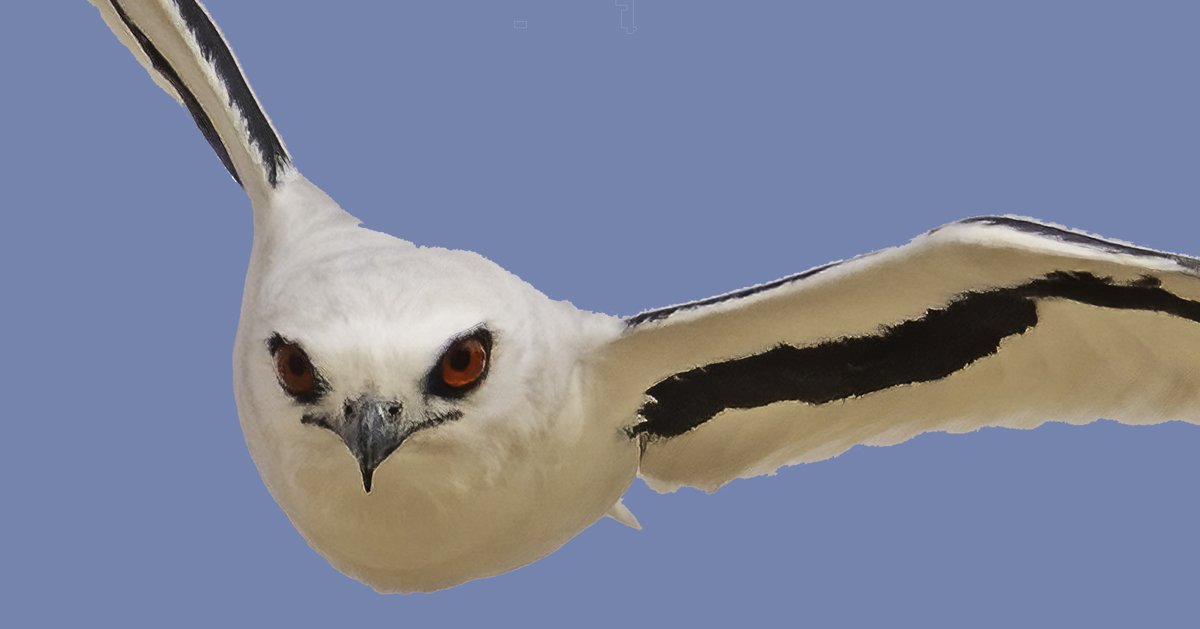 The visual system of the world’s only nocturnal hawk – Australia’s Letter-winged Kite – doesn’t seem to be anything special compared to its diurnal congeners: royalsocietypublishing.org/doi/10.1098/rs… <a href="/Flinders/">Flinders University</a> <a href="/UQ_News/">UQ News</a> (photo by mykelphotography.com.au)