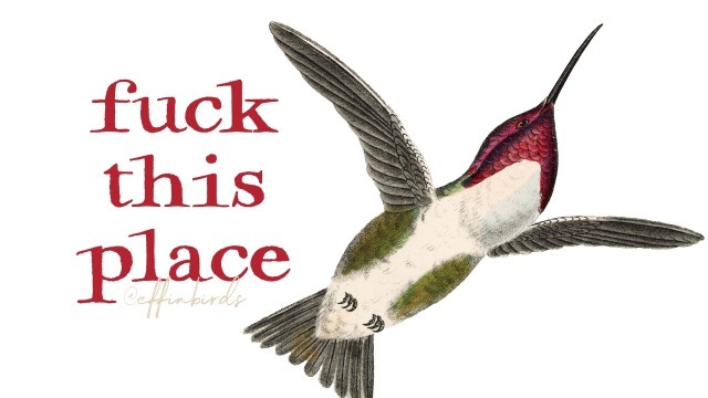 Effin' Birds tweet media