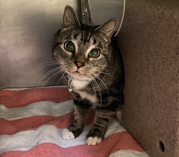 NYCDEATHROWCATS's tweet photo. THERE ARE 20 ANIMALS (7 CATS &amp; 13 DOGS) AT RISK FOR THURSDAY  5/26/22 DEADLINE IS NOON. PLEASE SHARE, FOSTER, ADOPT, TAG FRIENDS, POST TO SOCIAL MEDIA SITES, PLEDGE TO HELP SAVE THEIR LIVES. https://t.co/Rt2PL8RaPy https://t.co/NMhKCVnPUe