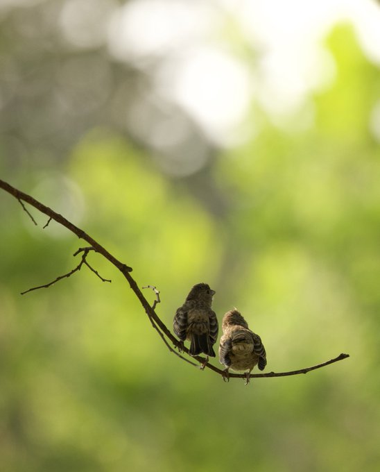 Juvenile purple finch siblings; ready to discover what the world has to offer. #TwitterNatureCommunity<a href="/tag/photos"class="tags"><span>#photos</span></a><a href="/tag/bird"class="tags"><span>#bird</span></a><a href="/tag/birdwatching"class="tags"><span>#birdwatching</span></a><a href="/tag/birdphotography%20"class="tags"><span>#birdphotography </span></a>