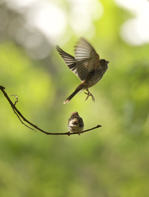 Juvenile purple finch siblings; ready to discover what the world has to offer. #TwitterNatureCommunity<a href="/tag/photos"class="tags"><span>#photos</span></a><a href="/tag/bird"class="tags"><span>#bird</span></a><a href="/tag/birdwatching"class="tags"><span>#birdwatching</span></a><a href="/tag/birdphotography%20"class="tags"><span>#birdphotography </span></a>