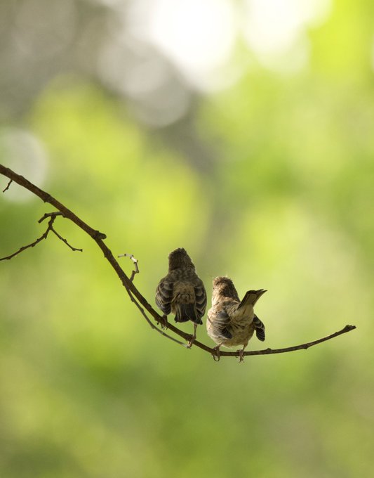 Juvenile purple finch siblings; ready to discover what the world has to offer. #TwitterNatureCommunity<a href="/tag/photos"class="tags"><span>#photos</span></a><a href="/tag/bird"class="tags"><span>#bird</span></a><a href="/tag/birdwatching"class="tags"><span>#birdwatching</span></a><a href="/tag/birdphotography%20"class="tags"><span>#birdphotography </span></a>