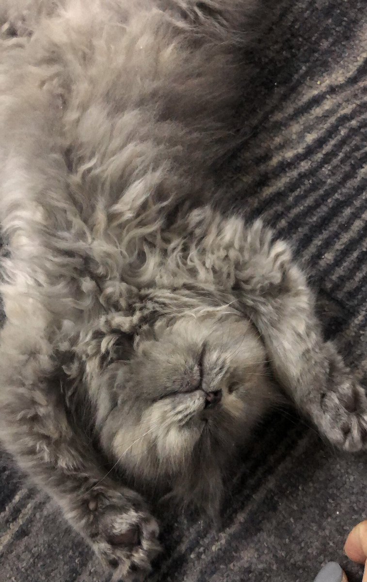 نومة سمسم بعد التعب من اللعب😫😂❤️