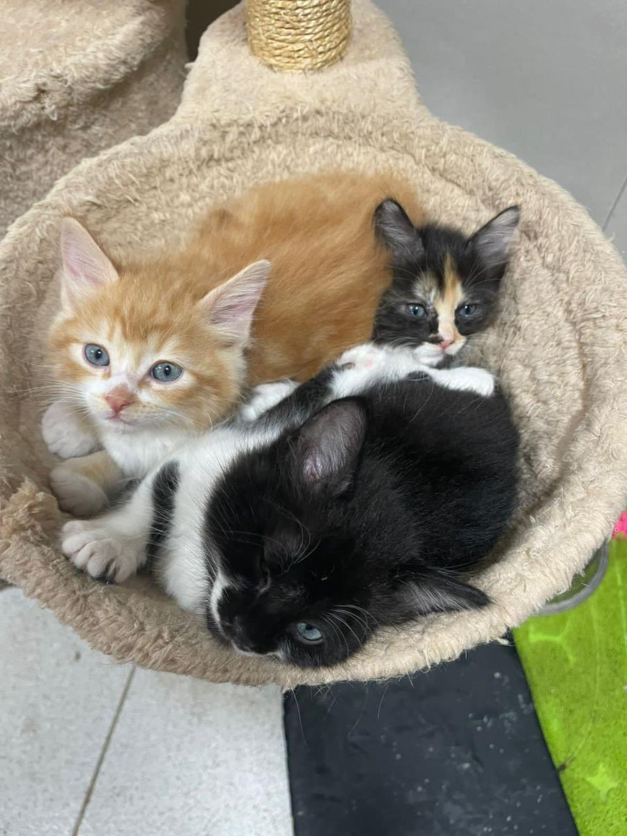 urrutia_sonia's tweet photo. Gatitos en adopción, tienen dos meses y se entregan desparasitádoos y con una vacuna. Solo dpto con malla 🙏 977 671 984 https://t.co/8CWT5Slixe