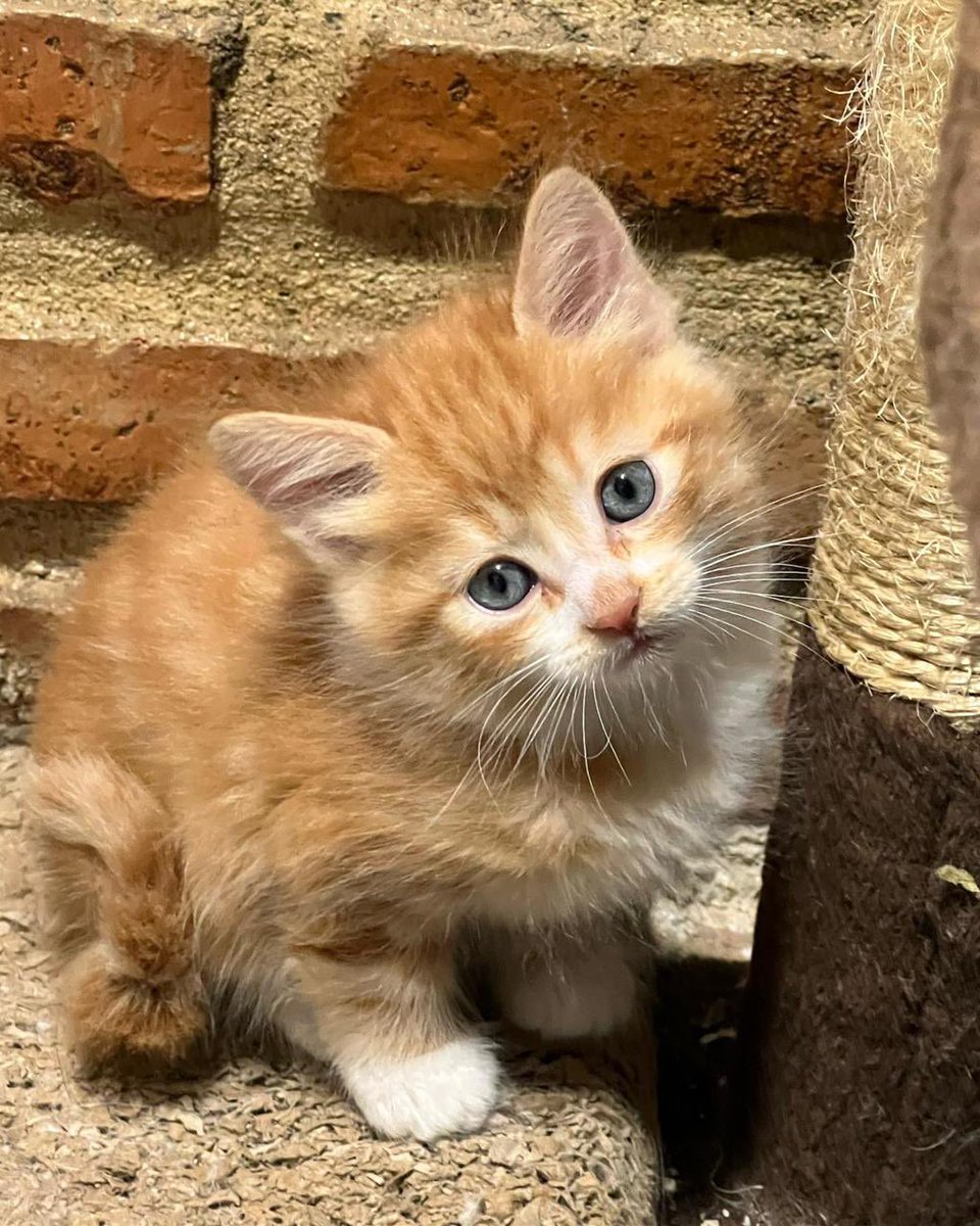 urrutia_sonia's tweet photo. Gatitos en adopción, tienen dos meses y se entregan desparasitádoos y con una vacuna. Solo dpto con malla 🙏 977 671 984 https://t.co/8CWT5Slixe