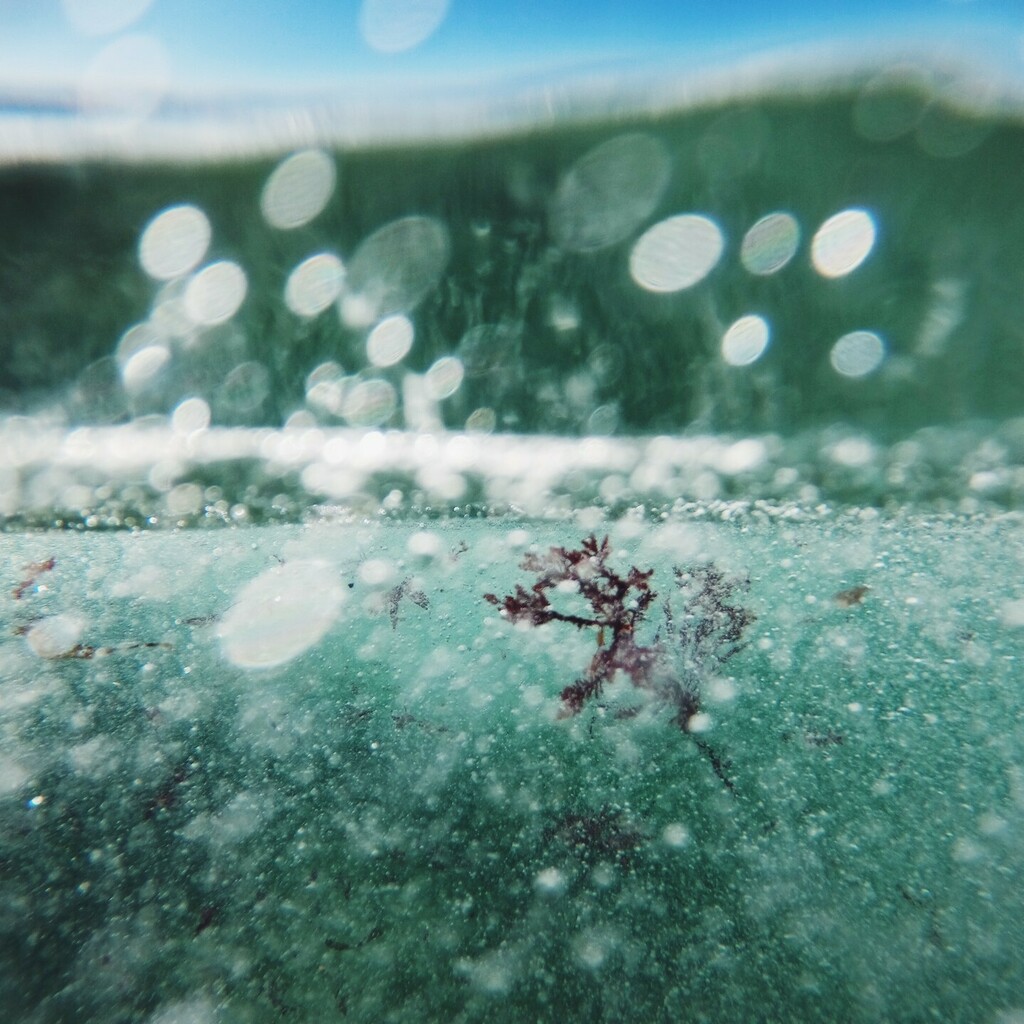Just under the surface there is a world that we must protect! The ocean is in danger, and it is up to us to save her⁠.⁠
⁠
📷 by @_jessthemermaid_⁠
⁠
#SurfersAgainstSewage #SaveOurSea #SaveOurOceans #Environment #Litterpick #singleuse #rubbish #singleusesucks #ocean #sea #…