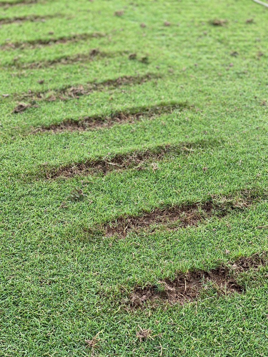 UTTurfWeeds's tweet photo. It's divot day @UTturfgrass. Today our team kicked off a project looking at divot recovery for driving range tees. @MaureenKahiu will be leading this project supported in part by @USGAGrnSection. #TNTurf https://t.co/uQFHuKy8DJ