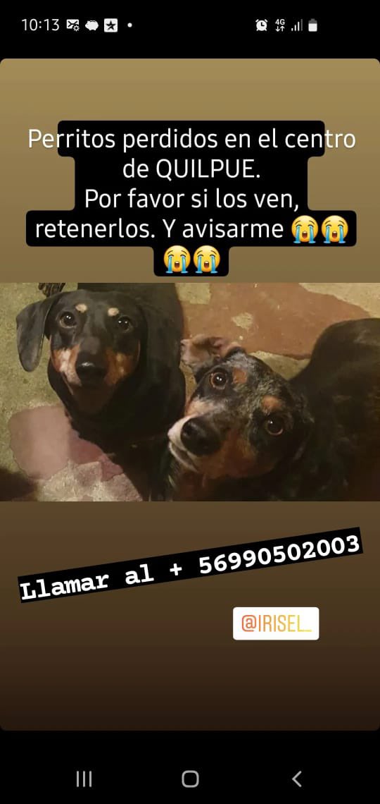 ilovedogs_vale's tweet photo. PERRITOS PERDIDOS EN QUILPUÈ🚨🚨🚨 @KFT1980 @Kristian_Mella @canelapali @Carolis0809 @carolinapinoc @XimenaAG70 @AnimalParaiso @gloriabaettig @veronik_aliaga @FrancoGiannina https://t.co/u4pw4Lxi8R