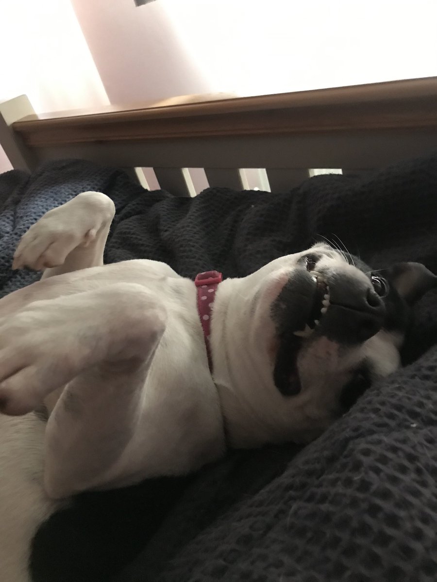 No #TongueOutTuesday this week, but here’s an upside down #TeefsTuesday instead! 😬😂🌼 #dogsoftwitter #TinyTeefsTuesday