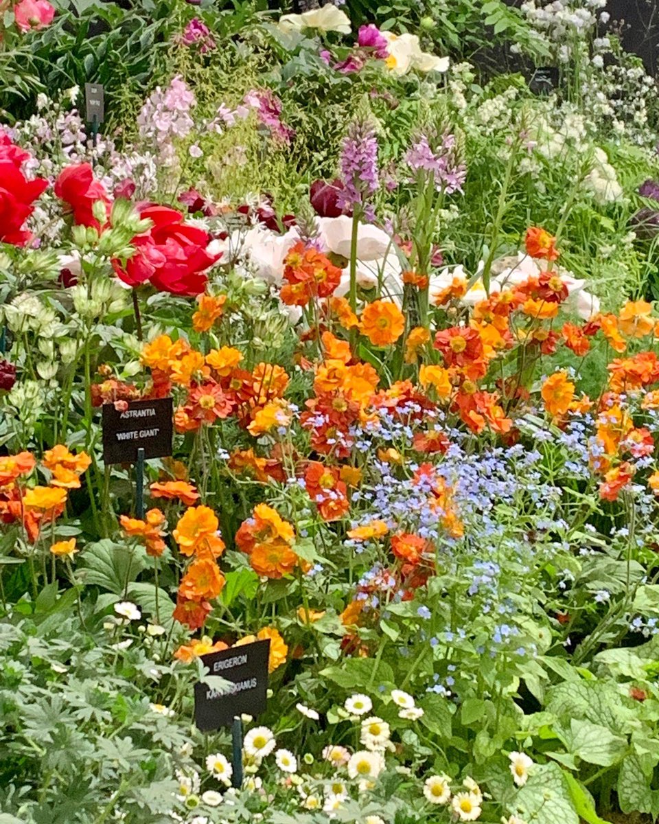 ChattyGardener's tweet photo. Plant heaven in the Great Pavilion. 
#RHSChelsea #gardening https://t.co/Knnc3VoACW