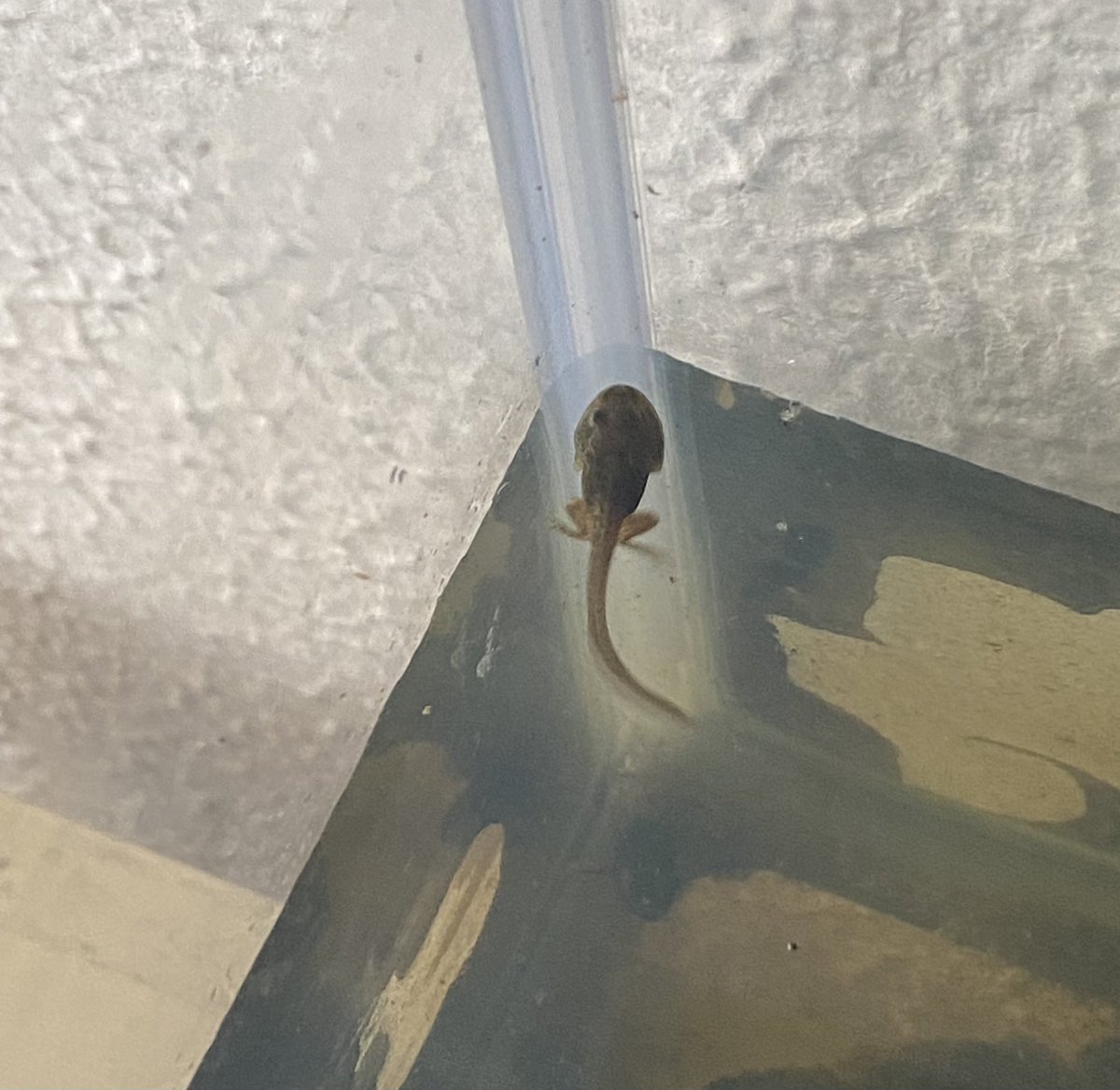 Llan_Prim_Sch's tweet photo. An exciting day in Year 3 as our newest class member ‘Tad’ has sprouted it’s back legs… beginning to resemble it’s @LEGO_Education counterpart! We are really enjoying learning about the concept of change through authentic contexts. #pondlife #metamorphosis @CSCJES @CfWPL https://t.co/yfc9vZ4qGq
