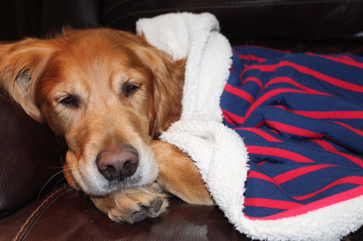 kjoe15's tweet photo. @OleMissBSB Our golden Mowgli patiently waiting to cheer on the Rebs ❤️💙 https://t.co/TXlbL6OLoa