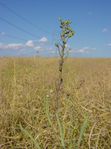 WSUSmallGrains's tweet image. The first step in pest management is identification. In our latest #TimelyTopic Dale Whaley wrote about insect management action thresholds with five common pests you may see in your field! Be sure to check it out at the link below 👇🪲 #GoCougs #WSU
smallgrains.wsu.edu/insect-managem…