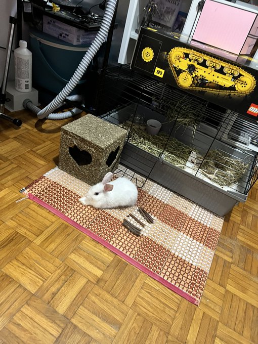 Both males refused her so I am turning Minnie into a gamer micro potato https://t.co/1QUmLAoNi1