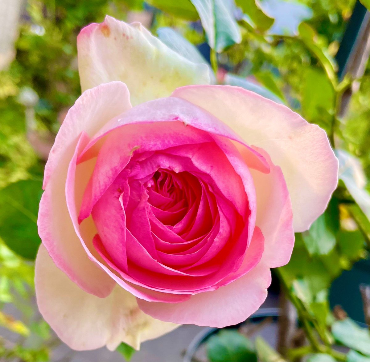 ranchan_ms's tweet photo. #ๆใๅฎถใฎ่่
#ใใจใผใซใใฅใญใณใตใผใซ
#Mayroses https://t.co/xpe4RberHl