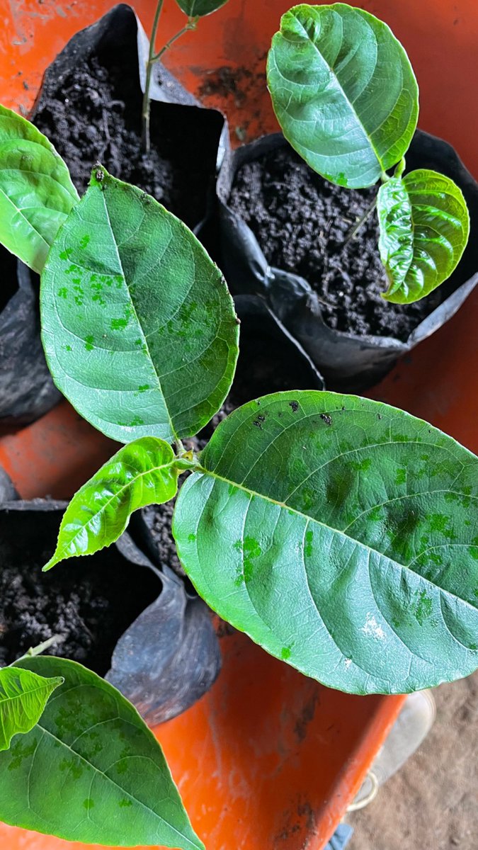 Reforestation with #jackfruit seedlings 🌱 they adapt rather good to the humid tropical climate we have here and grow within 4 years producing the very first fruits. Some pruning is needed to keep them from growing to high from start. #fruitforest #reforestation