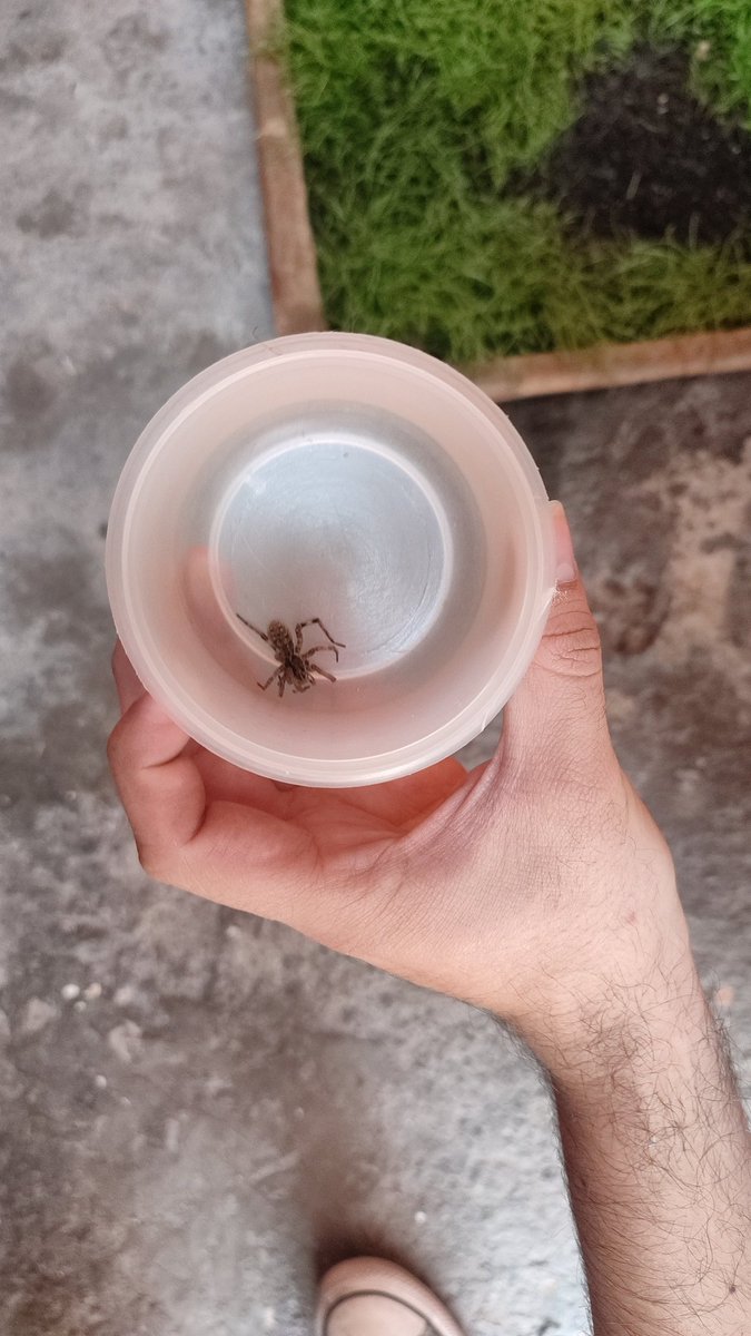 yeiPlaystation's tweet photo. @Arachno_Cosas Hola! Salió esta pequeña en mi patio! Es de consideración? Nunca había visto una así https://t.co/t4b564tKiy