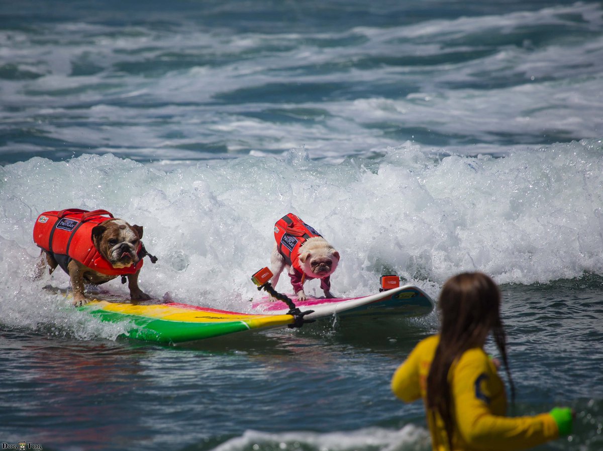 GidgetsFanPage's tweet photo. When All 15 Ilbs Of Me Surfs Against A 65lb Bulldog & BAM ๐ฅ Collision ๐ค I Gripped & Sailed To Shore ๐๐๐ค๐๐ฆ๐โโ๏ธ
I Need A Weight Belt ๐คฃ๐ Itโs Not Often Bulldogs Fall Off ๐
#surfdogs #purina #carson_events #surfgidget #pug #dogs #surf #surfchamps https://t.co/3oCZE7nebs