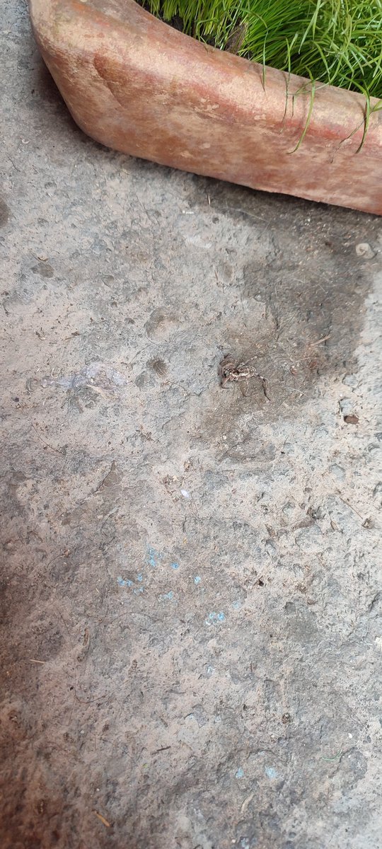 yeiPlaystation's tweet photo. @Arachno_Cosas Hola! Salió esta pequeña en mi patio! Es de consideración? Nunca había visto una así https://t.co/t4b564tKiy