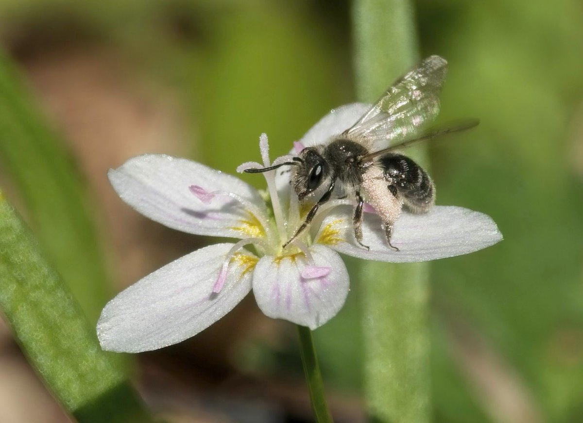Biodiversity (the variety of all living things on our planet) is essential to healthy ecosystems. Unfortunately, biodiversity has dramatically declined in recent years. Together, we can take actions at home to support the animals, plants &amp; organisms of PA. wissahickontrails.org/news/supportin…