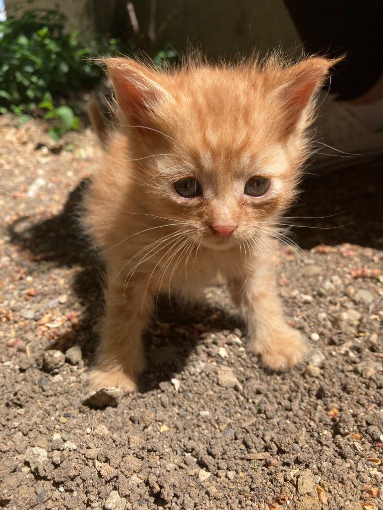 ozgltk's tweet photo. Sokakta doğan ve geçici yuvada korumaya aldığımız 7 haftalık yavruların ömürlük yuvalarını arıyoruz.Sarmanlar erkek,3 renkli olan dişi.Kuru mama ve kum kullanıyorlar.Ankara içi, yavru kedi bakımında tecrübesi olan kişilere sahiplendirilecektir.Paylaşarak destek verebilirsiniz🌺 https://t.co/4NRTXvtXwZ