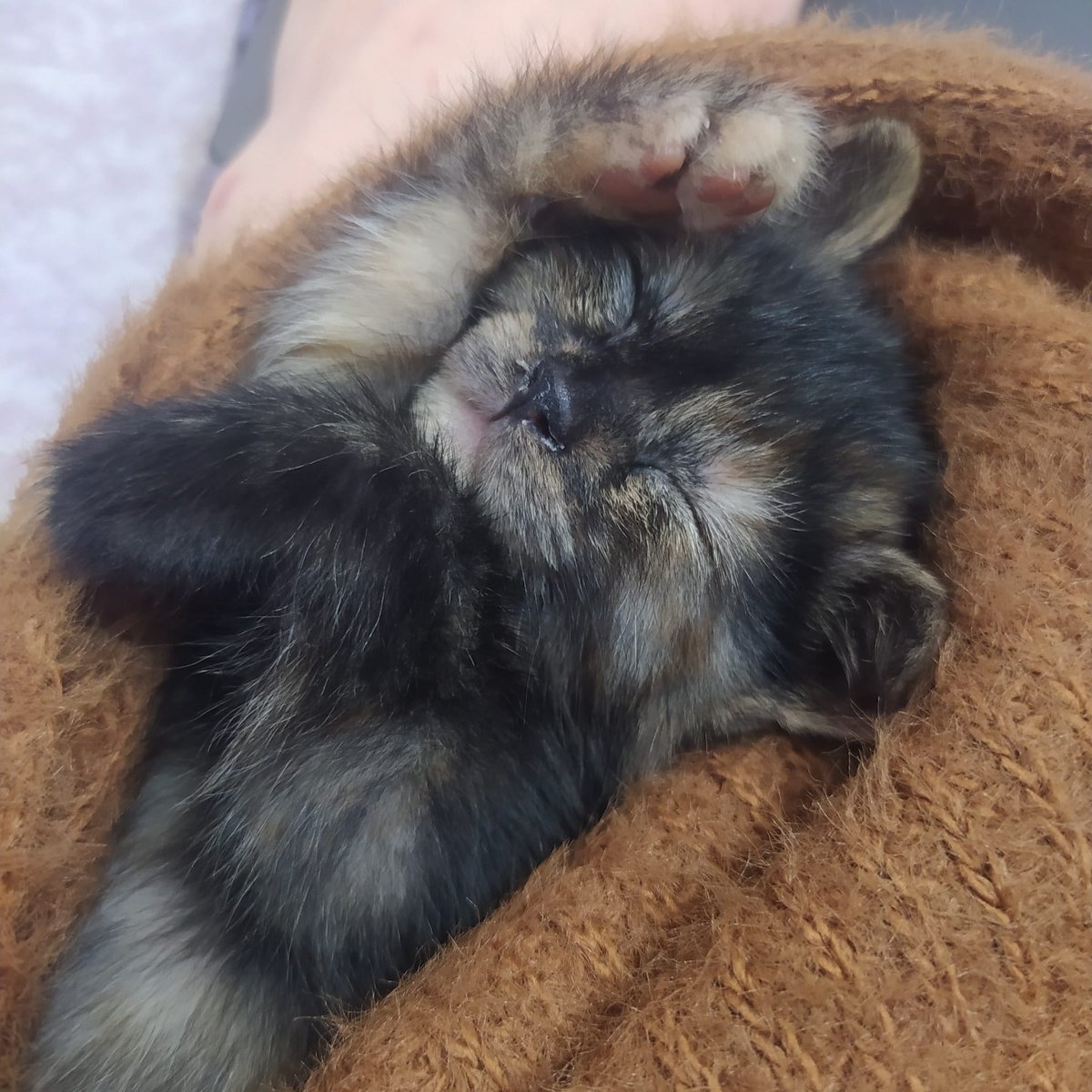 ozgltk's tweet photo. Sokakta doğan ve geçici yuvada korumaya aldığımız 7 haftalık yavruların ömürlük yuvalarını arıyoruz.Sarmanlar erkek,3 renkli olan dişi.Kuru mama ve kum kullanıyorlar.Ankara içi, yavru kedi bakımında tecrübesi olan kişilere sahiplendirilecektir.Paylaşarak destek verebilirsiniz🌺 https://t.co/4NRTXvtXwZ