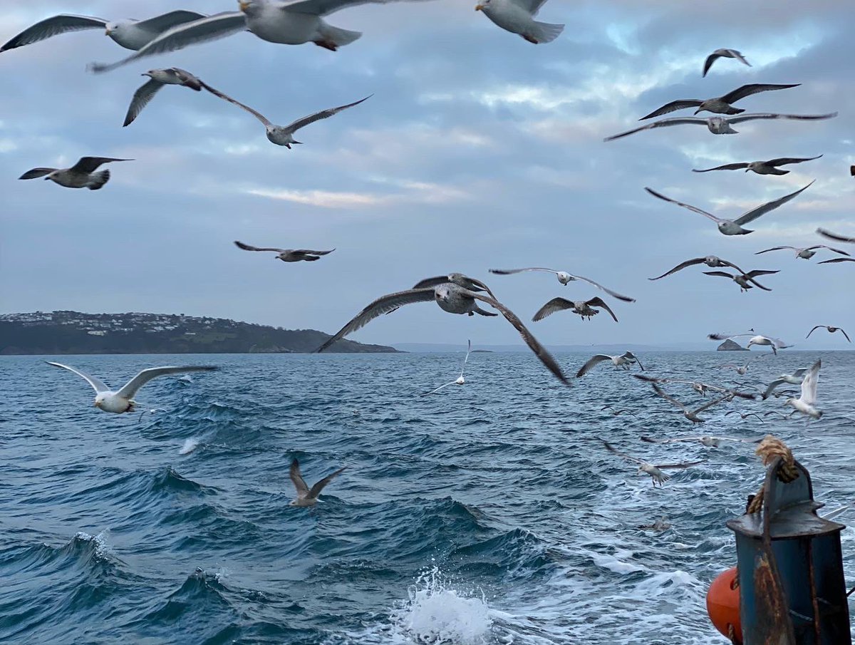 fishsarah's tweet photo. @Seafarers_KGFS @Brixham @NHSuk @AdelaBm79 Good luck Tristan! Fingers crossed for you ๐คHope it does not take up too much time from endless trawling, to catch all that fish for your lovely customer base in Brixham. #boughtbyme #soldbyme Will let @Seafarers_KGFS know how you get on from Devon. Go safely and well done! https://t.co/wPMjDAya6u
