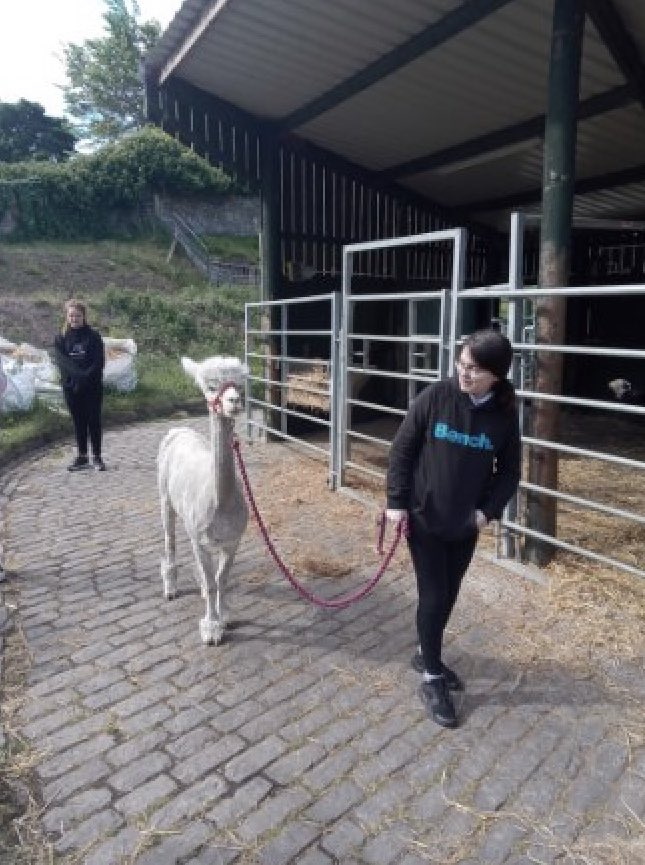 WHHS_Edin's tweet photo. Tonnes of fun at @LOVEGorgieFarm today with @Cyrenians1968 #KeyToWork work experience #DYW #getinvolved #workwithanimals https://t.co/Qh6UIpzp2v