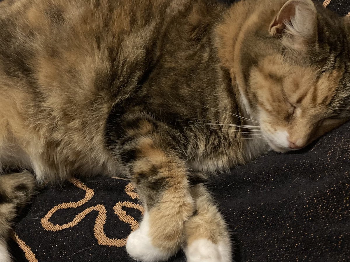 SaarOBL's tweet image. Marsipulami slaapt #Guust #Robbedoes