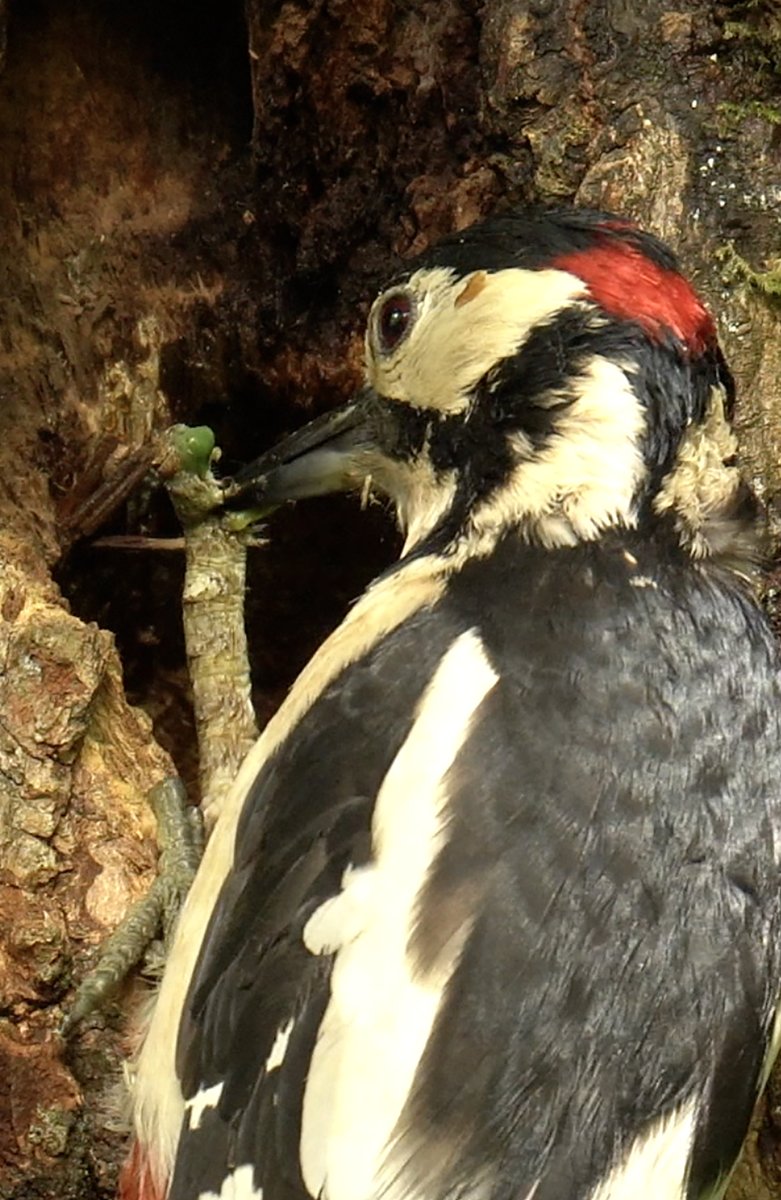 In our Shadoxhurst Oak Woodland, Great Spotted Woodpeckers have been bringing in copious amounts of food to their fledglings. In the last 2 days I've seen 3 large dangly Caterpillars taken in. - Possibly one of the Underwings?
@jjonesy0506  <a href="/Chequertree1/">Chequertree</a>
