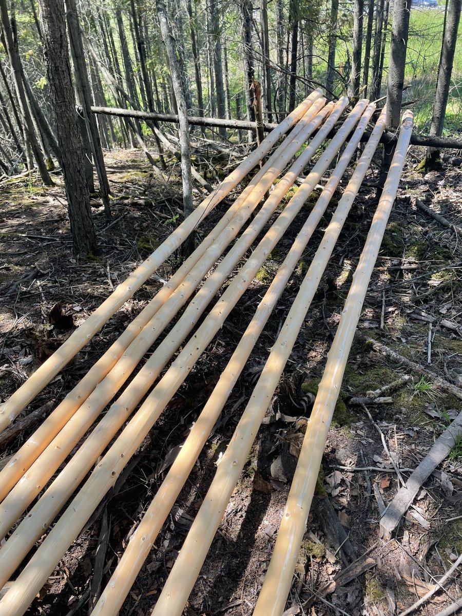 DrPatMaher's tweet photo. What an amazing afternoon!  Spent a couple of hours in the bush, with full sun and no black flies, prepping poles for the next tipi @NipissingU.  Thanks for inviting me @IndigenousNU. Land-based learning is always better than endless Zoom meetings 🙃. https://t.co/DJUIOTYdfW