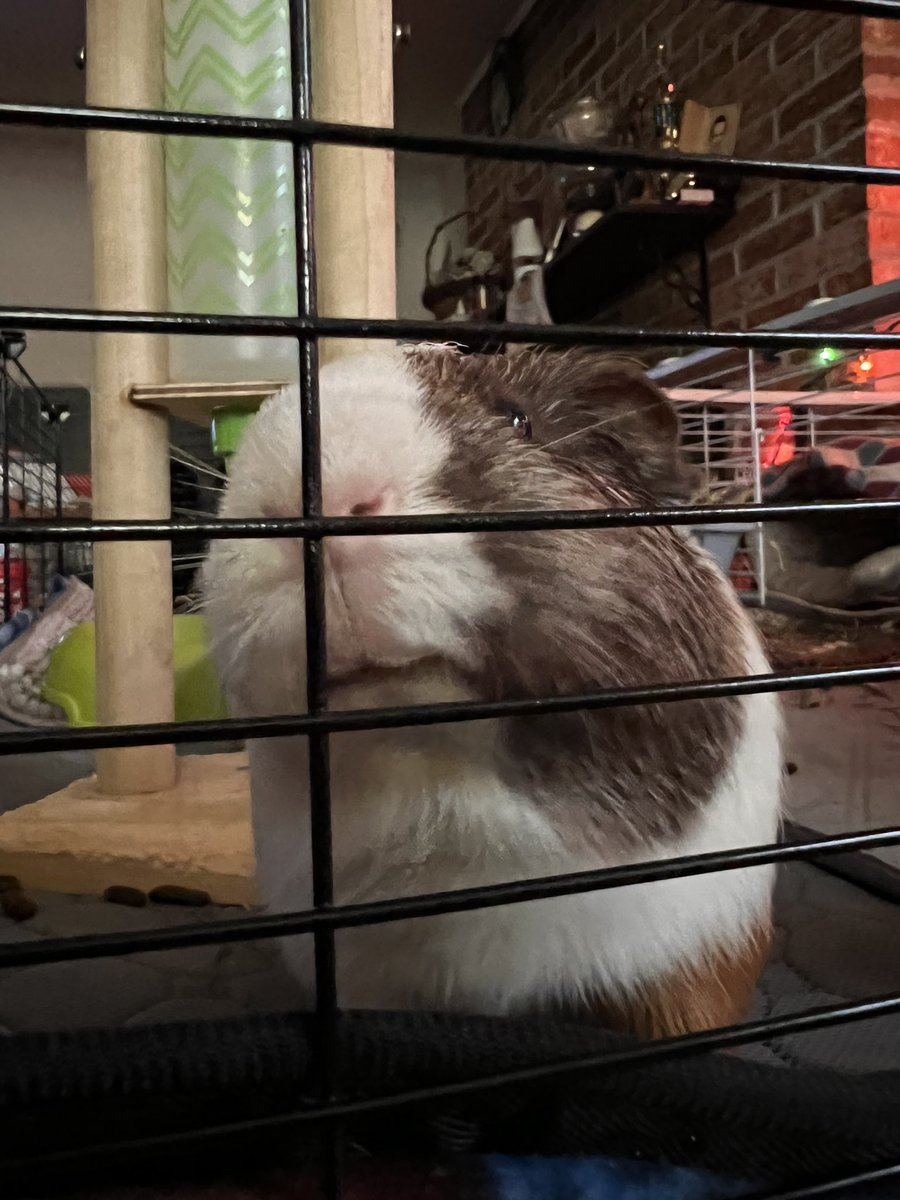 TheGuineapigjournal tweet media